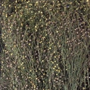 FUTTER PARADIES len suszony "uszy lniane" 50g