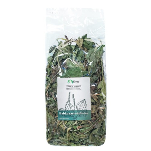 tivo babka szerokolistna.jpg