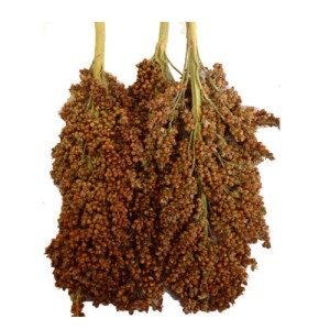 FUTTER PARADIES suszona kolba dari 100g