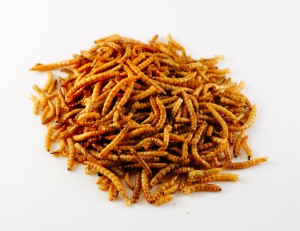 HAM-STAKE larwy mącznika 20g