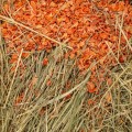 VITAPOL Vita Herbal sianko z marchewką 800g1.jpg