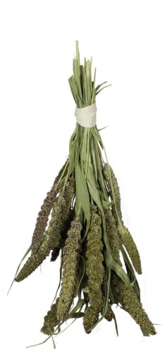 JR Farm Proso senegalskie zielone 50 g.jpg