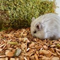 JORIS NATURAL N ALDER ZRĘBKI BUKOW OLCHOWE 10L1.jpg