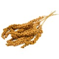 JR FARM proso żółte w kłosach 250g1.jpg
