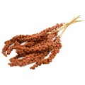 JR FARM proso czerwone w kłosach 250g1.jpg