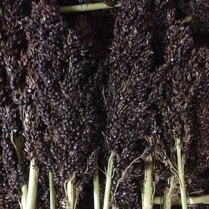 FUTTER PARADIES czarne suszone kolby sorgo 100g