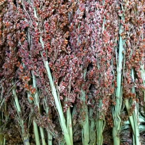 FUTTER PARADIES suszone kolby trawy (sorgo sudńskiego) 100g