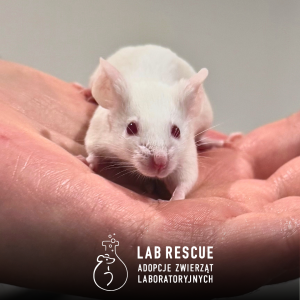 ŚWIĄTECZNA PACZKA DLA LAB RESCUE o wartości 50 zł