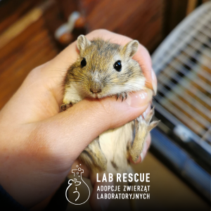 ŚWIĄTECZNA PACZKA DLA LAB RESCUE o wartości 100 zł