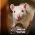 Szczurek LabRescue.png