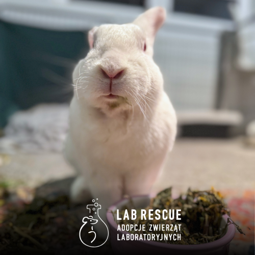 Królik LabRescue.png