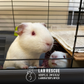 Świnka LabRescue.png
