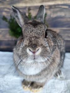 ŚWIĄTECZNY KOSZYCZEK DLA SPK - ŚLĄSKI KRÓLICZOK o wartości 50 zł