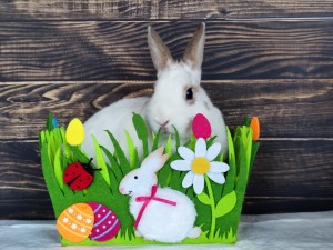 ŚWIĄTECZNY KOSZYCZEK DLA SPK - ŚLĄSKI KRÓLICZOK o wartości 100 zł