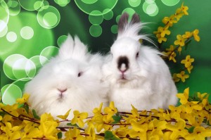 ŚWIĄTECZNY KOSZYCZEK DLA SPK - ŚLĄSKI KRÓLICZOK o wartości 150 zł