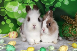 ŚWIĄTECZNY KOSZYCZEK DLA SPK - ŚLĄSKI KRÓLICZOK o wartości 200 zł